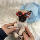 강아지분양 고양이분양 컴투펫 수원점 이미지