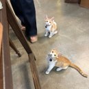 미르목장 | 제주여행 1일차 2일차 일정 도민 맛집 미담 대한목장 산지해장국 미르담