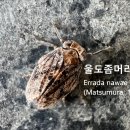울도좀머리멸구 이미지