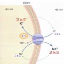 세포막/나트륨칼륨펌프 이미지