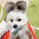빠삐용 - 청주시 흥덕구 진재로15번길 23 | 빠삐용