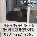 중리롯데캐슬 상가 앞 | 서구 중리동 중리 롯데캐슬 거실 미세촘촘 블랙스텐 강아지 방충망 제작