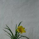 산유화 이미지