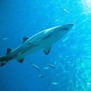 제주해양과학관 (아쿠아플라넷) 이미지