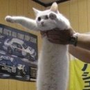 고냥이네 이미지