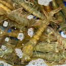 수협할인마트 | 수협 강서수산시장 회 생새우 활꽃게 가리비 시세