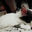 커피캣 이미지