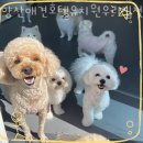 양산 애견호텔유치원 우리집첫째 이미지