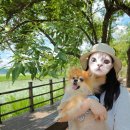 펫온미아쿠아 | 서울근교 강아지랑 함께 당일치기 여행 산책하기 좋은 곳