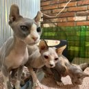 순복이네 스핑크스 이미지