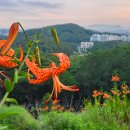 울산 선암호수공원_신선암 참나리 군락 개화 상태 &#39;23.7.19 (수)