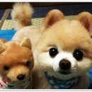 예그리나파티
