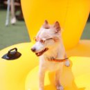 아이도그 이미지