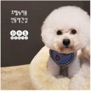 안동 강아지 미용 전문! 도그스토리, 미용후기가져왔어요~