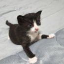 고양이집사 이미지