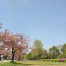 맑은물빛공원1 | 미사경정공원 겹벚꽃 명당 BEST 3｜지금 안 가면 끝나요 (명당 3곳·주차·사진 타이밍 8시간 실후기)