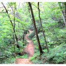 입화산참살이숲 이미지