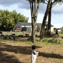 상진목장 이미지