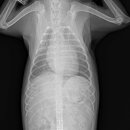 송정동물메디컬센터 이미지