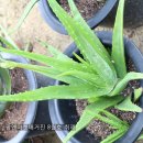 김영옥농장 이미지