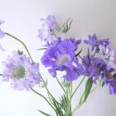 메리플라워 이미지