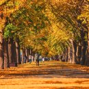 황금빛 가로수길 이미지