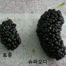 황토뽕 농장 이미지