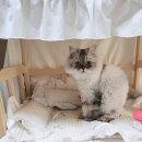 퓨어라이프 프랑스 고양이 습식사료 급여후기