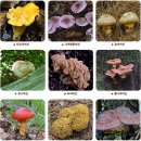 버섯의 종류* 식용버섯,약용버섯. 독버섯의 종류*모음 이미지