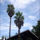 쥬쥬클럽 이미지