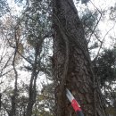 송담