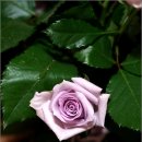 교동마님 이미지