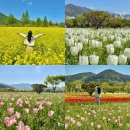 황산공원 서부주차장1번 | 부산근교 봄 나들이 양산 황산공원 튤립 유채꽃 실시간 주차장 팁