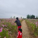 코스모스상회 | 여주 당남리섬 코스모스 가을꽃 후기