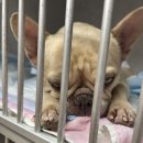 신장가축병원 이미지