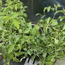 한마음토마토 이미지