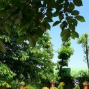 타샤의 아침 이미지