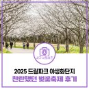 온몸으로 봄을 느꼈던 2025 드림파크 야생화단지 벚꽃축제 후기