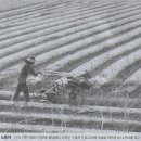 초지한우 이미지