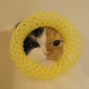 퐁즈 이미지