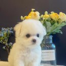 도그마루 강아지 고양이 분양 여주·원주점 | 원주 강아지 분양은 &#34;도그마루 강아지 고양이 분양 여주원주점&#34;