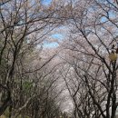 [행복길도보 후기] 삼척 봉황산과 맹방 유채꽃 축제 이미지