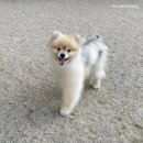 강아지놀이터 | [경기/부천] 부천 송내 반려견놀이터 강아지 운동장 다녀온 후기!