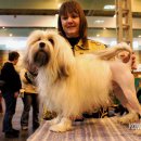 show dog 이미지
