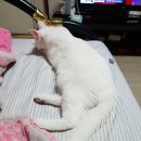 강영석동물병원
