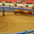 청도소싸움경기장 이미지