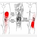 Biceps Femoris (대퇴이두근) 이미지