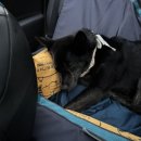 동물병원알루 이미지