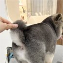 우아댕댕 네이버블로그