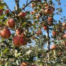 사광농장 이미지